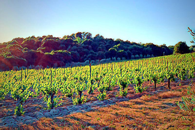 dna vineyards private label ava