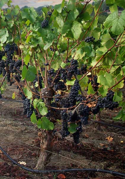 premium vineyard sourcing dna vineyards private label wine production