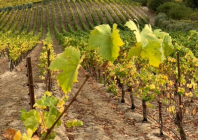 dna vineyards private label premium wine sourcing capabilities